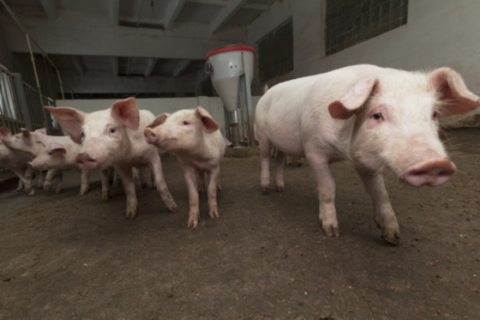 Benefícios para a produção animal com o controle do pH da água.