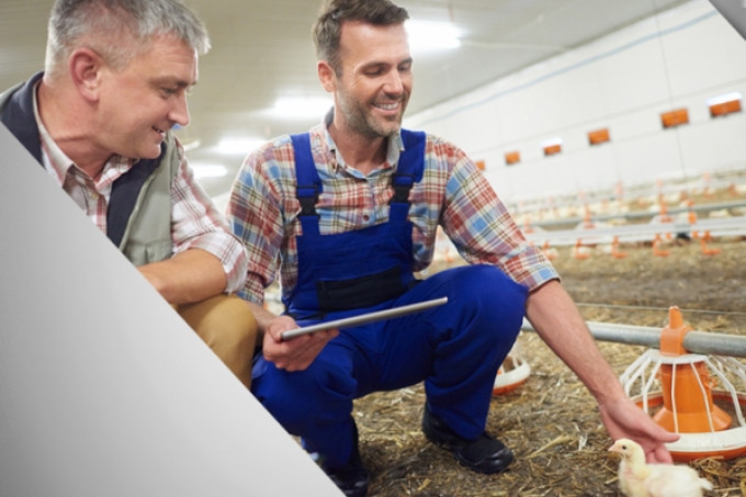 A importância da água na avicultura