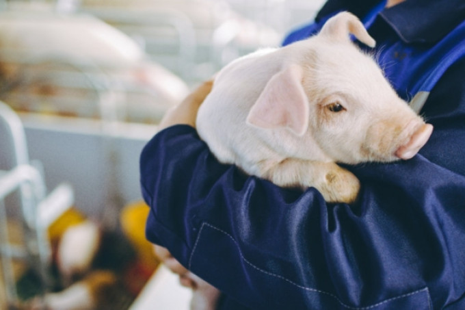 Mudanças nos comportamentos dos suínos que você deve se atentar