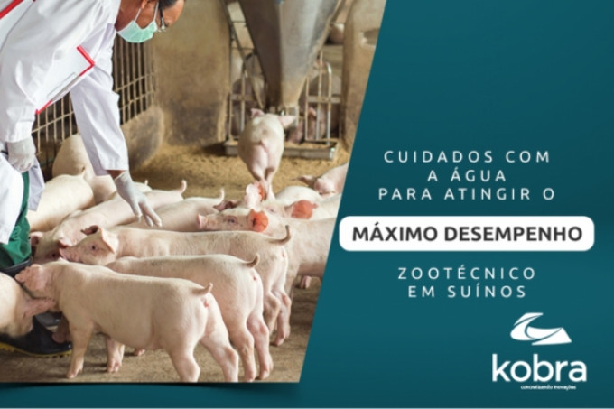 Cuidados com a água para atingir o máximo desempenho zootécnico em suínos