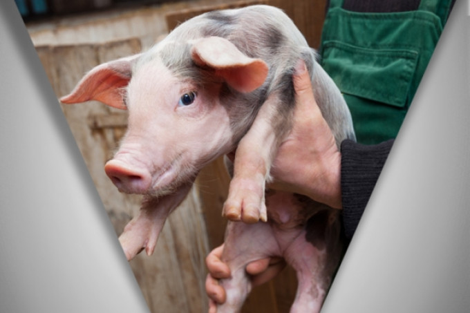 Qualidade da água bebida na suinocultura e o bom desempenho da produção